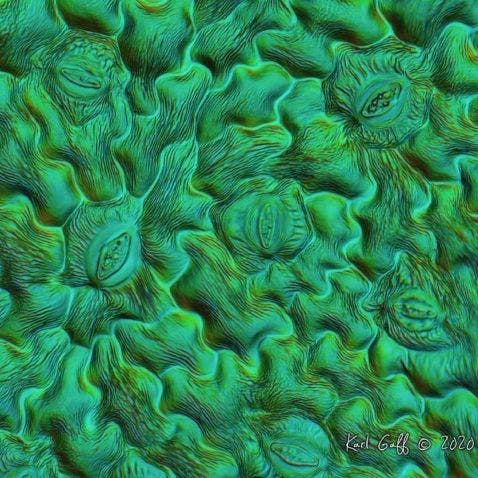 Hoja de correhuela bajo el microscopio.