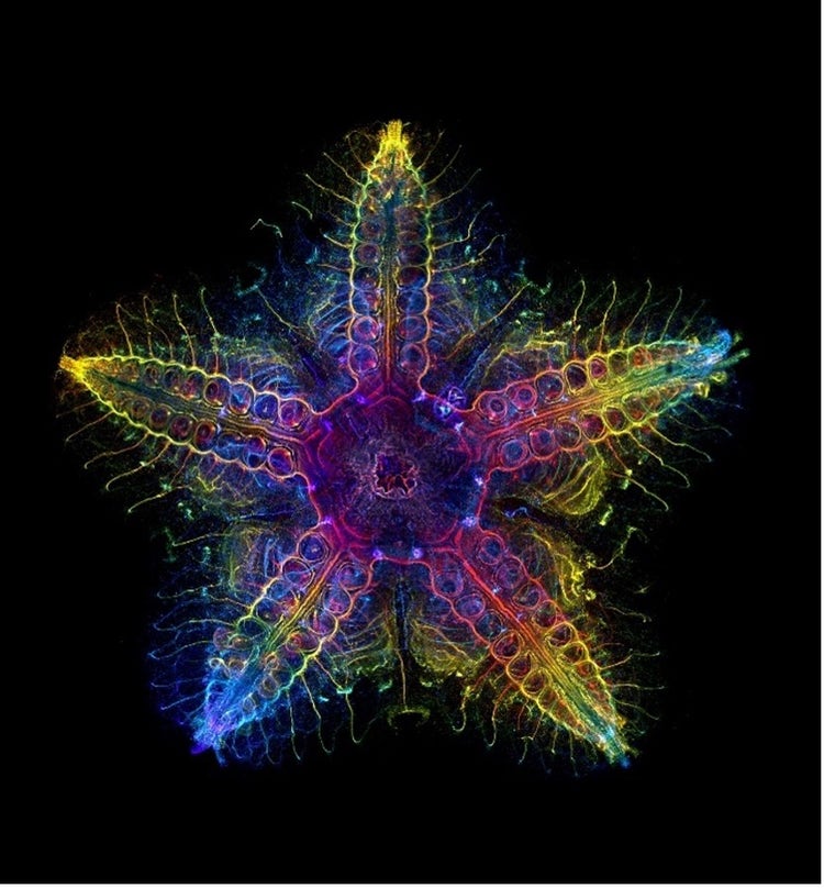 Estrella de mar bajo el microscopio