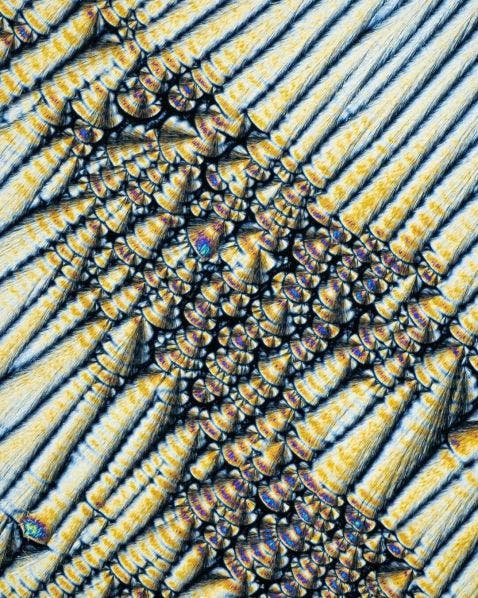 Cristales de vitamina C bajo el microscopio