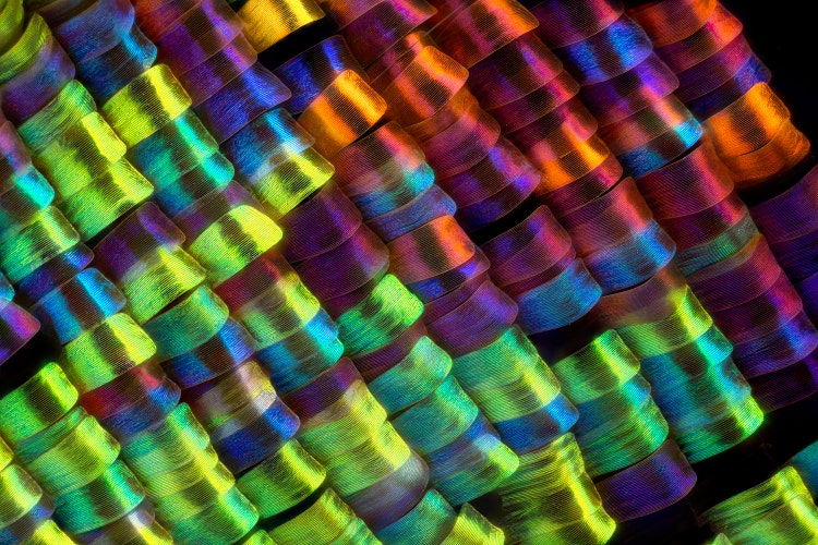 Imagen ganadora del nivel regional EMEA, capturada por Javier Ruperez.