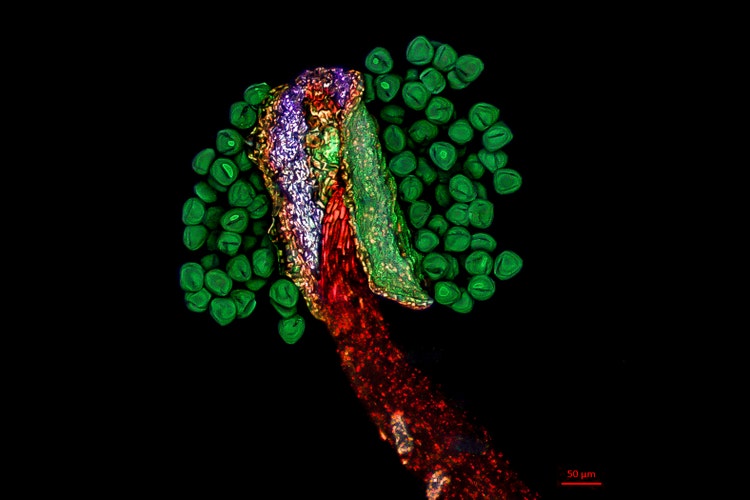 Imagen ganadora del nivel regional Asia Pacífico, capturada por Daniel Han (Australia).