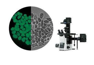 Cell Culture Imaging