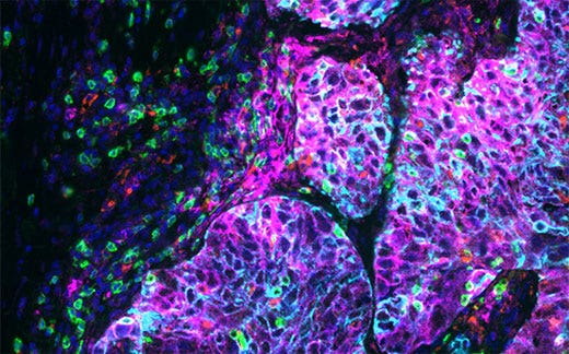 Exceptional Color Accuracy