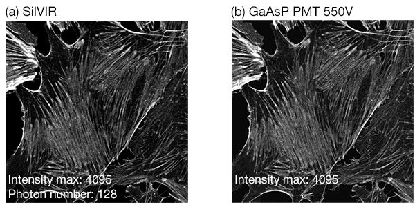 Figure 14. Both the SilVIR and GaAsP-PMT detectors can acquire a bright sample image with an equivalent signal-to-noise ratio. Figure 14(a) was acquired using the SilVIR detector while 14(b) was acquired by the PMT at 550 V. The same sample was excited using the same laser power. The maximum fluorescence intensity is about 128 photons/2 µs.