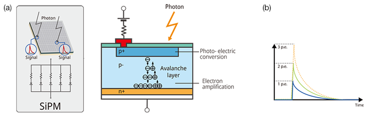 Figure 8. The structure of a silicon photomultiplier (SiPM) sensor and its input-output characteristics. Figure 8(a) shows that a SiPM is comprised of multipixel APDs. When one photon is incident on the APD’s photon receiving surface, the current signal is output by the internal photoelectric conversion followed by avalanche electron amplification at the avalanche layer. Figure 8(b) shows that when multiple photons are incident simultaneously, the output signal is the sum of the APD signal. The output waveform of the APD in response to the detected photon is constant and stable.