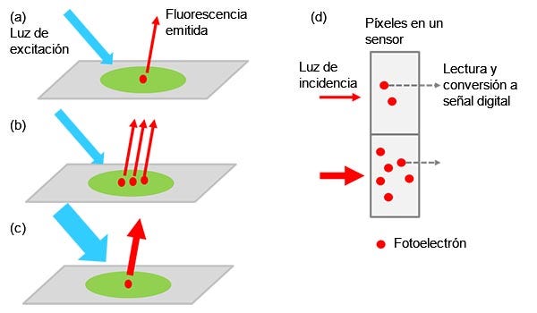 Figura 1: De la muestra a la señal digital: a) objetivo excitado con etiquetado que emite luz de fluorescencia. La intensidad de la luz aumenta cuando hay más objetivos en la muestra (b) o sea aplica una luz de excitación más fuerte (c). La intensidad de la señal es proporcional a la intensidad de la luz incidente (d).