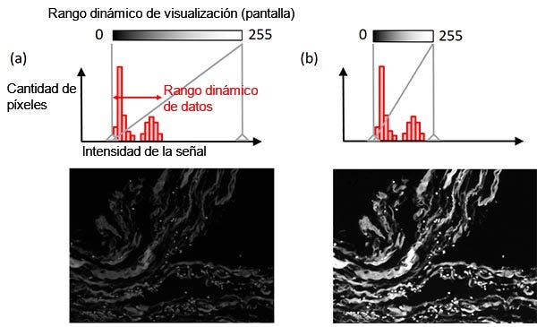 Figura 8 - Ajuste de pantalla: (arriba) histograma con el indicador de ajuste de la pantalla en una línea vertical gris continua; (centro) relación entre el brillo de la pantalla y la intensidad de la señal; (abajo) imagen de ejemplo. Imagen de ejemplo de la izquierda: Ajuste original de la pantalla. Imagen de ejemplo de la derecha: Condición de visualización ajustada mientras se mantienen los datos de la imagen original.