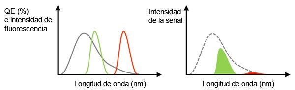 Figura 3 - Izquierda: línea gris que representa la QE de una cámara. Las líneas verdes y rojas indican el espectro de emisión de fluorescencia. Derecha: valor de la señal detectada que es igual al tamaño del área, representando un multiplicador de los espectros QE y de fluorescencia en la figura lateral izquierda. En este caso, incluso si la luz de fluorescencia tiene suficiente intensidad, la señal detectada podría ser débil para la fluorescencia roja debido a la baja QE.