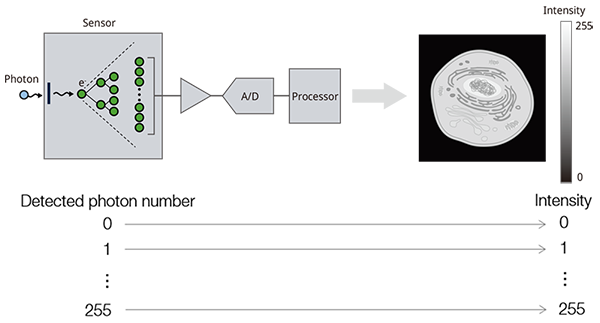 Figure 2. The fluorescence detection process starts when photons are incident on the photo-sensor’s surface. The detected photons are then converted to electrons and amplified and output as an electric current. The current is analog-digital converted after passing through the amplification circuit. Then, the digitalized signal is converted to an intensity value for each pixel by arithmetic processing and is visualized as each pixel in the image by the software.