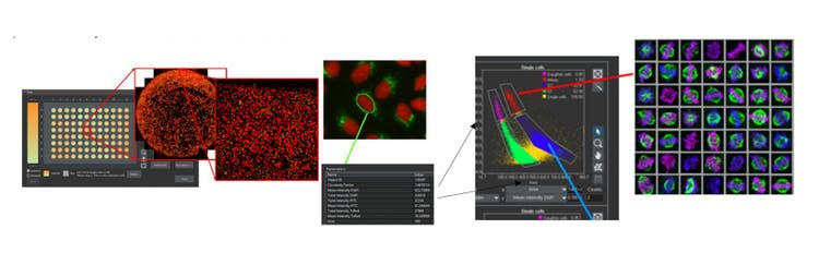 Powerful data visualization using the scanR high-content screening system.