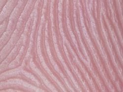 Close-up of a fingerprint Description automatically generated