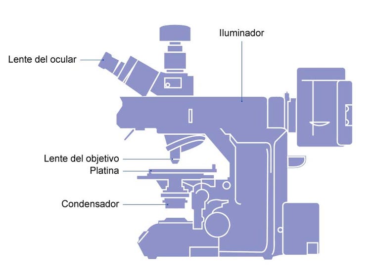 ilustración