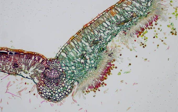 Imagen de hoja de sauce con oxidación, en observación de campo claro con el microscopio CX23, capturada con la cámara EP50 y el adaptador de montaje C de 0.5X a una magnificación de 10X.