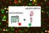 Single-Molecule Fluorescence Imaging on the Cell Membrane