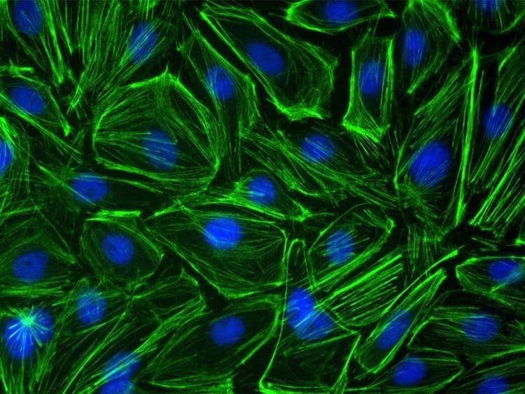 Application image of Ptk2 cells