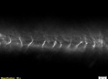 Fibre de laine pashmina observée à l’aide d’un microscope optique