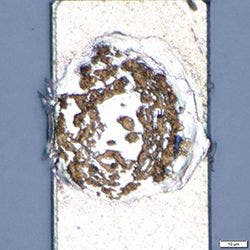 Résidu d’Au sur la surface de soudure après séparation de la bille_ob50×z4×_BF_ROI