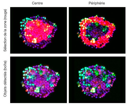 Figure 6. Le logiciel NoviSight permet de classer les cellules es zones centrales et périphériques