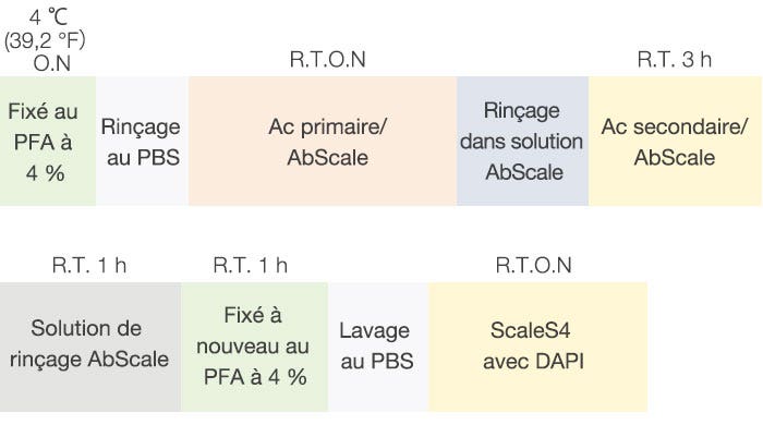 Figure 2 Protocole de clarification et d’immunomarquage des F-PDO