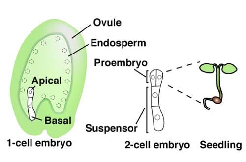 Schematic representation of an Arabidopsis flower and embryogenesis