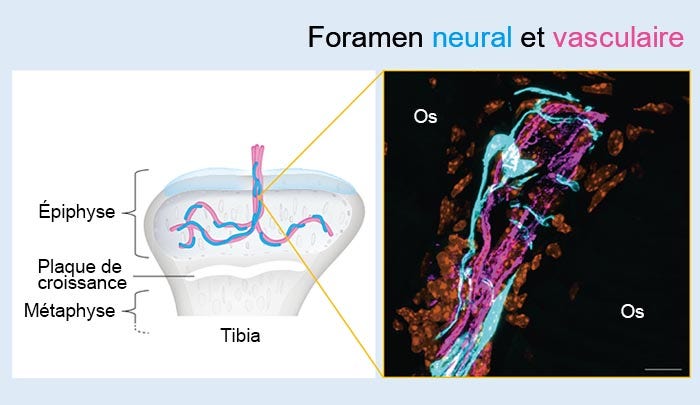 Figure 2 : Foramen neural et vasculaire