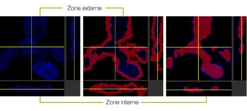 Figure 4 Quantification 3D de la distribution des anticorps