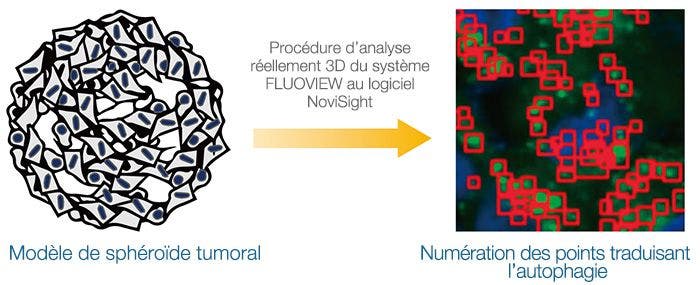 Procédure d’analyse réellement 3D du système FLUOVIEW au logiciel NoviSight