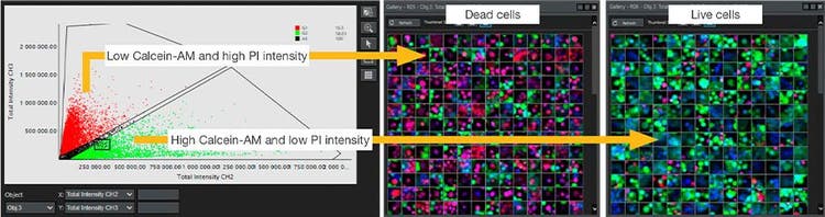 Figure 3. Classification au moyen du logiciel NoviSight des cellules vivantes ou mortes en fonction de l’intensité de la fluorescence de la calcéine-AM et de l’iodure de propidium