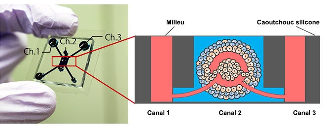 Figure 1. Puce microfluidique et modèle de tumeur