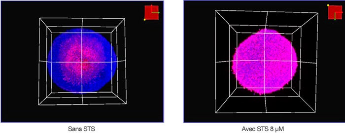 Figure 2 : représentation volumétrique des sphéroïdes de cellules HT-29 traités à la STS (à droite) et non traités (à gauche).