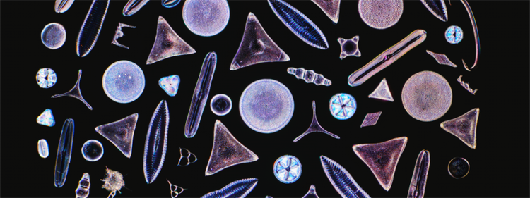 Les joyaux de verre de la nature : lauréat de la cinquième édition du concours « Image of the Year » pour la région Asie-Pacifique