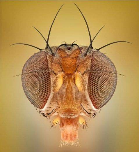 Mouche paon observée au microscope