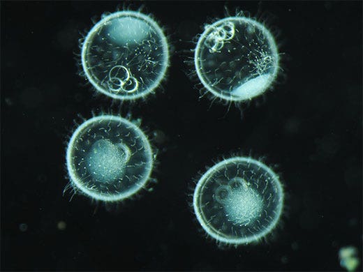 Image en fond noir d'un médaka prise avec un microscope stéréo.