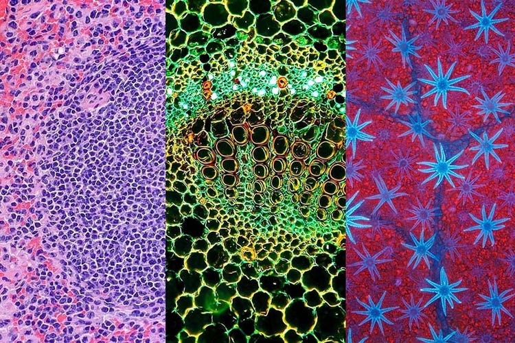 Œuvres d’art microscopiques