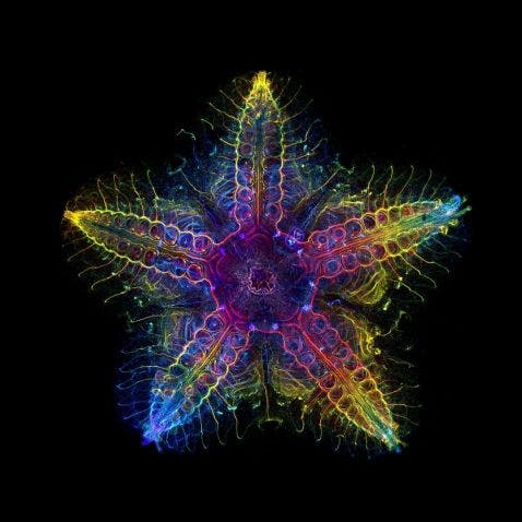 Image gagnante du concours mondial IOTY de 2022 représentant une jeune étoile de mer observée au microscope