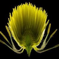 Punaise réticulée du chêne vue au microscope