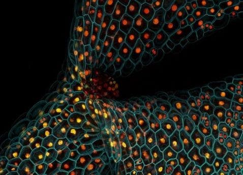 Tige de plantule d’arabette des dames