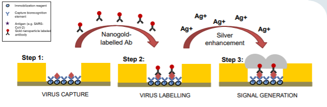 Représentation graphique du fonctionnement du test COVID-19 sur biopuce