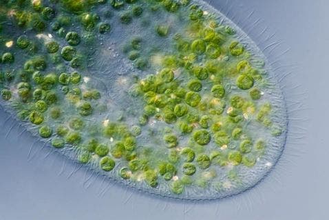 Cilié Paramecium Bursaria avec algues