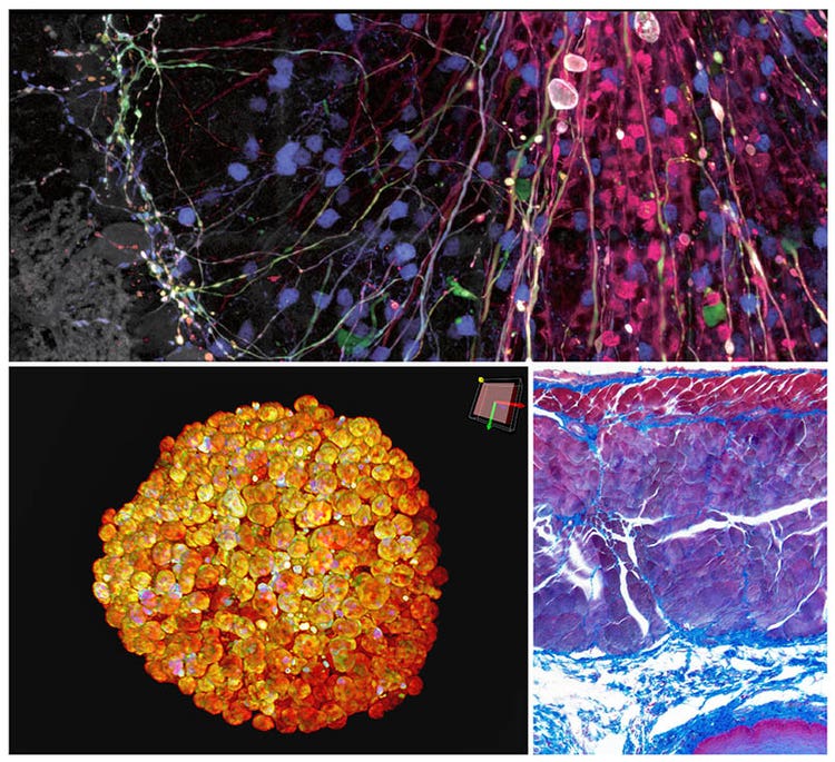 Captures d’images au microscope