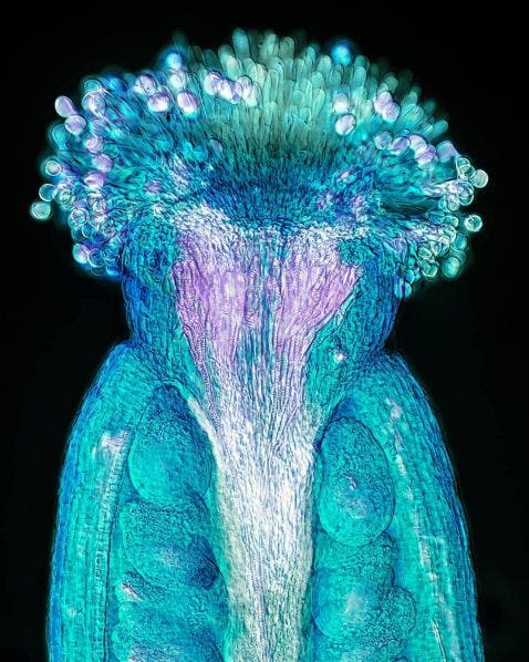 Pistil d’Arabidopsis thaliana observé au microscope