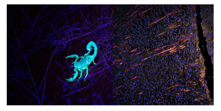 Autofluorescence d’un scorpion