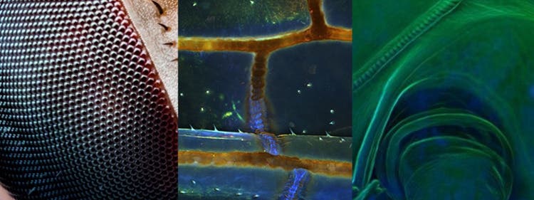 Nos images microscopiques les plus populaires d’avril 2020