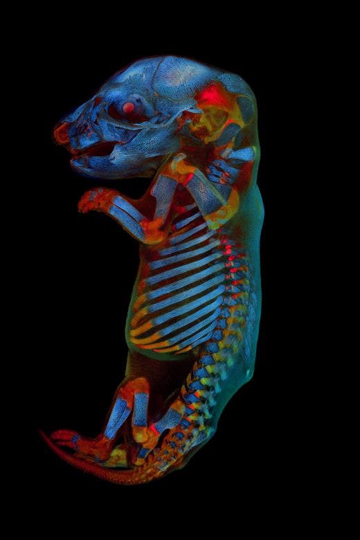 Le lauréat mondial du concours IOTY 2020 d’Olympus, Werner Zuschratter, a pris une image d’un embryon entier de rat au microscope