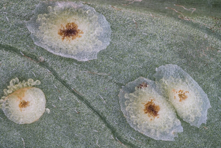 Spores de ptéridophytes. Image prise par Zhigang Zheng.