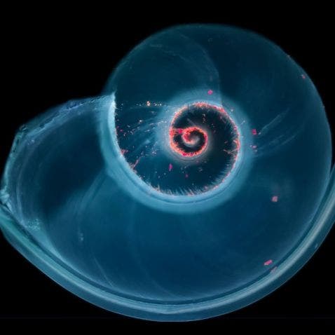 fluorescence d’une coquille