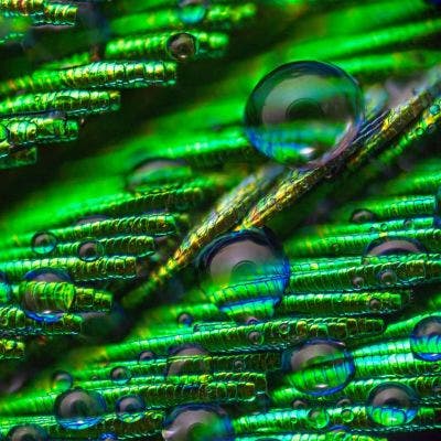 Plumes de paon observées au microscope