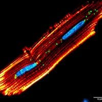 Image confocale de cardiomyocytes de rat isolés