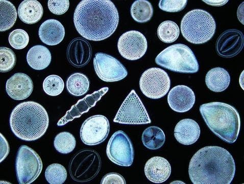 Diatomées au microscope