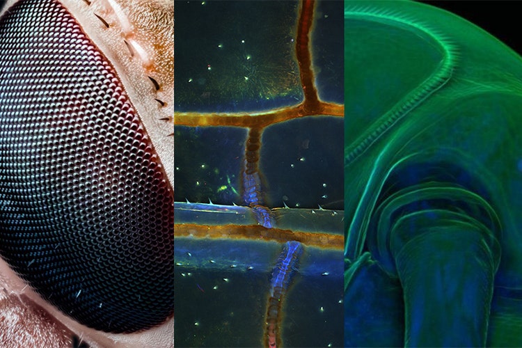 Image de microscopie populaire